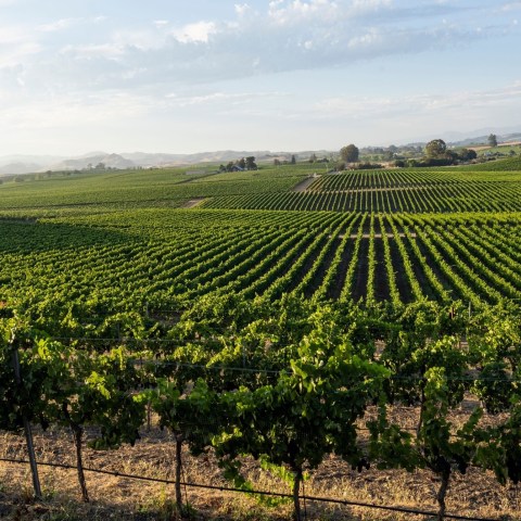a large green field with trees in the background