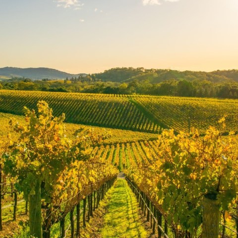 a large green field with trees in the background