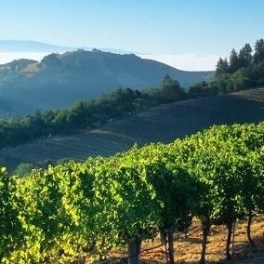 a tree with a mountain in the background